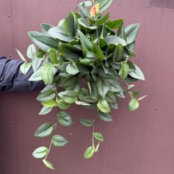 6” scindapsus treubii moonlight