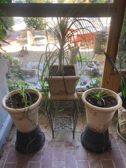 3 Ponytail palms and metal stand.