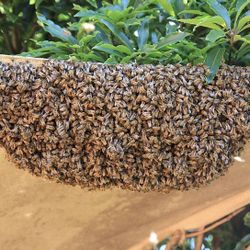 Honey Bee Swarm Removal