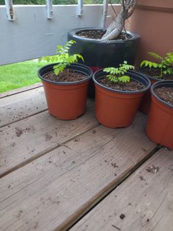 Curry Leaves Plant