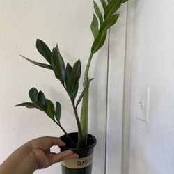 ZZ Plant “4 Inch Pot”