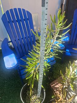Mother of Thousands (Kalanchoe daigremontiana)