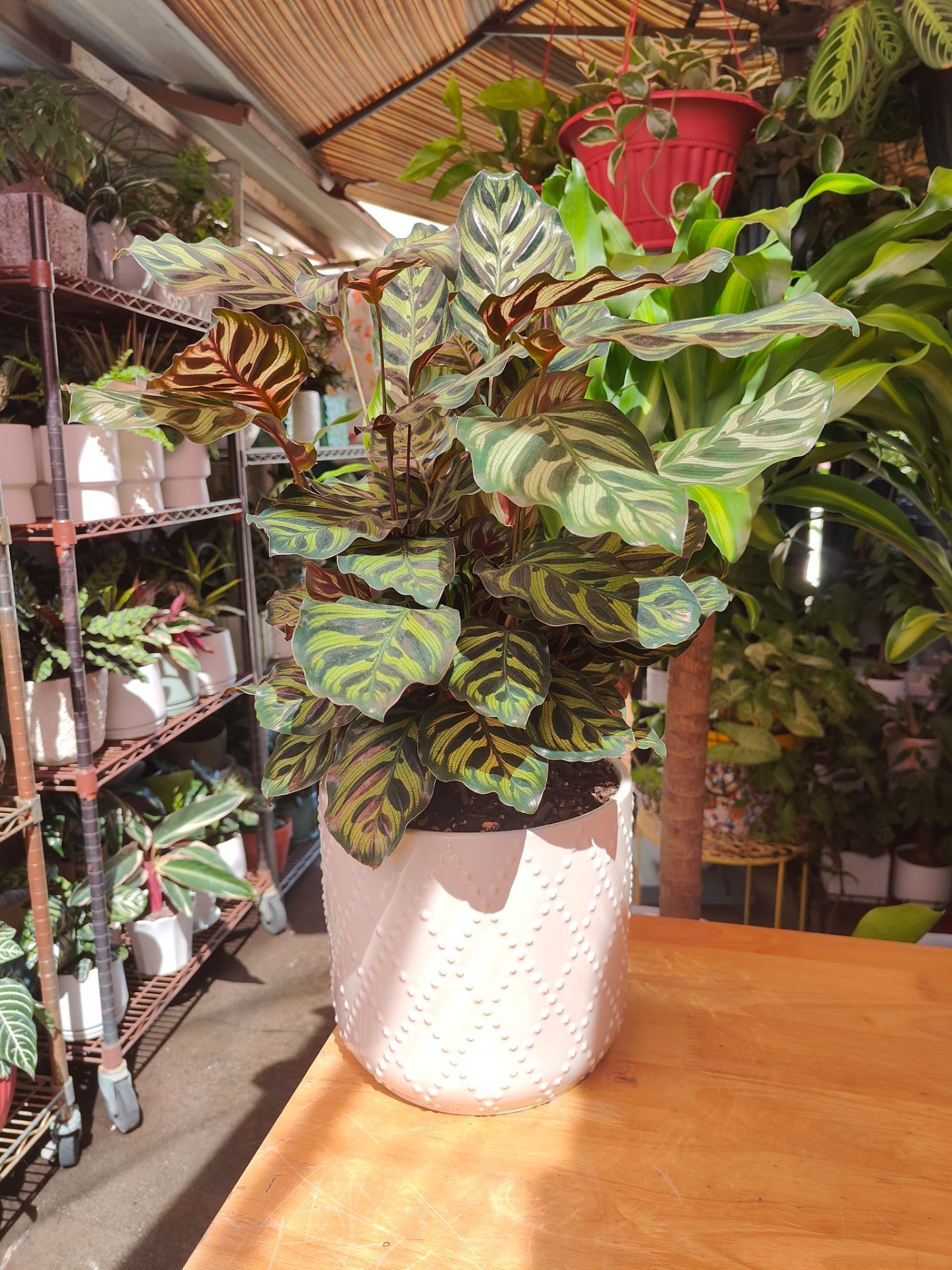 Indoor Plants $40 Each One