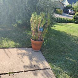 Plant With Terracotta Pot 