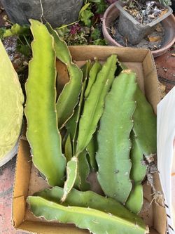 Dragon Fruit Cuttings