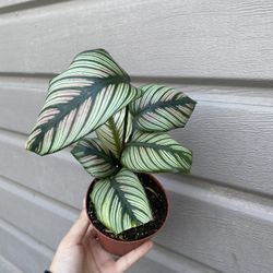 4” calathea white star