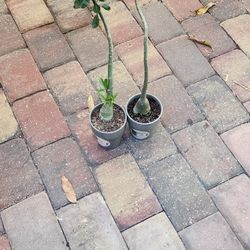 Desert Rose On Ceramic Pot,$15 Each.