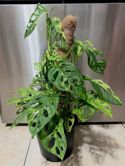 Adansonii mint variegated monstera plants