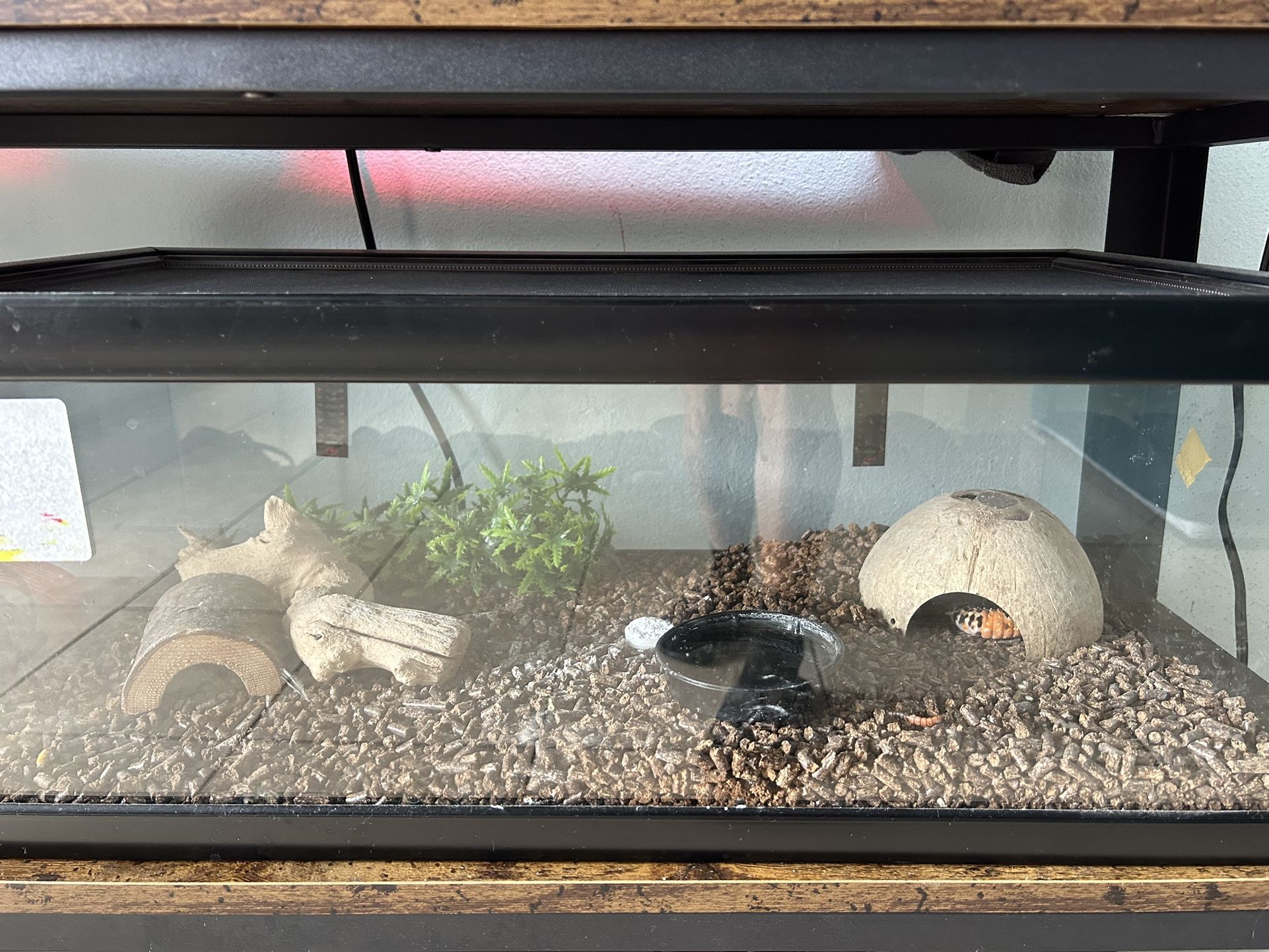 Leopard Gecko Tank Full Set Up