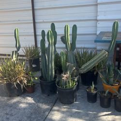 cactus. 
