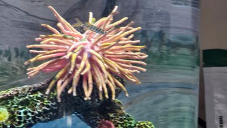 Zebra fish and aquarium