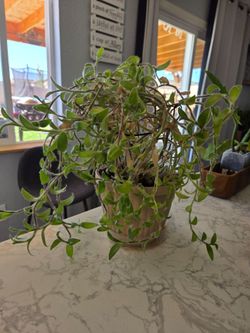 House plants