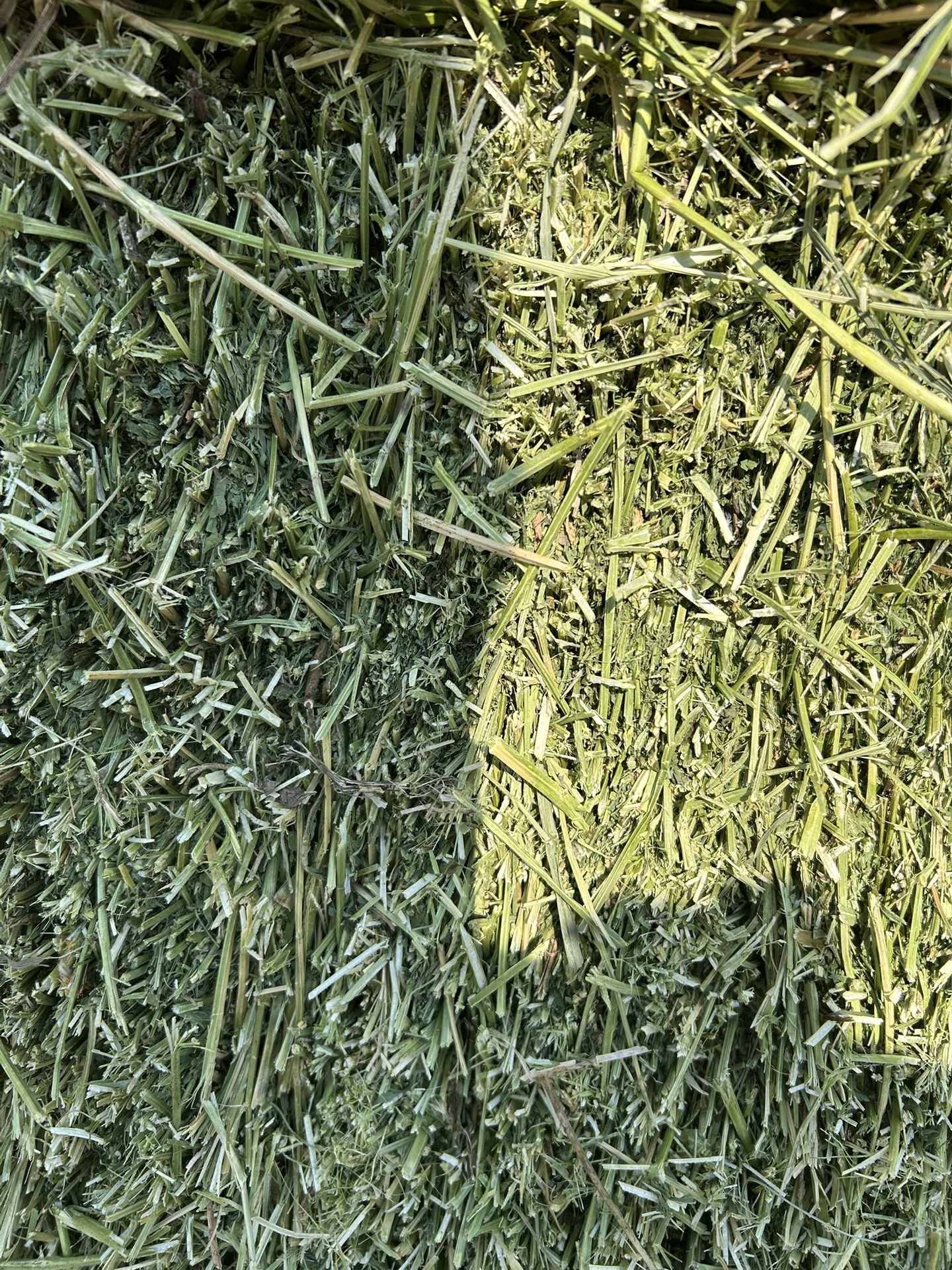 Fresh Idaho Alfalfa