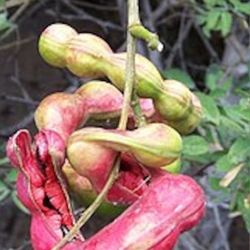 Sweet Manila Tamarind Tree 