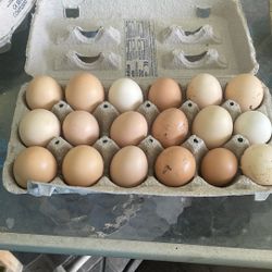 (18 eggs for $10) (18 huevos por $10) Orgánicos 
