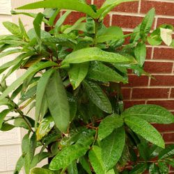 Jambu Rose Apple Japanese Rose Apple 