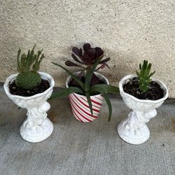 Succulents All 3 For $  5.00
