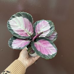 4” Calathea Roseopicta