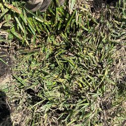 St Augustine Sod - $225 Per Pallet