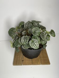 Ripple Peperomia