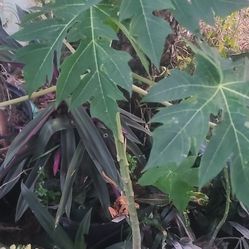 Papaya Tree 