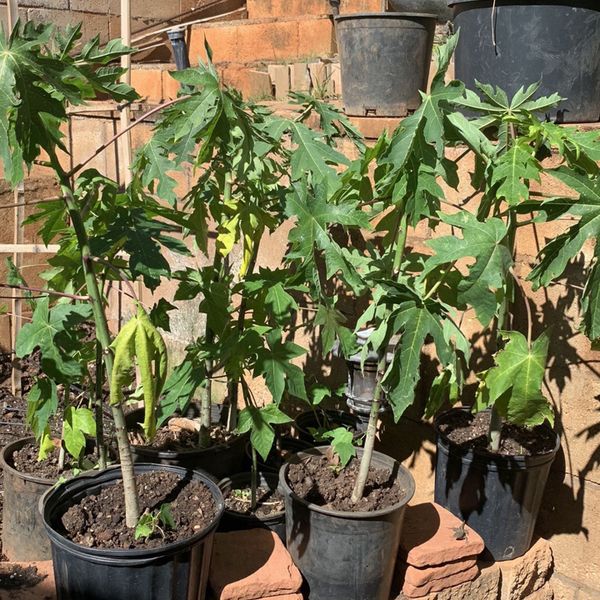 Ruby Red Papaya Trees for Sale in Kapolei, HI OfferUp