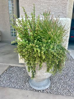 Two Very Large Mature Planters With Plants