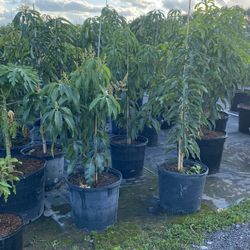 Árboles Frutales Diferentes Variedades   