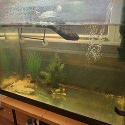 TURTLE Aquarium Setup 