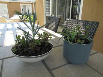 Set Of White/Silver Rim Gray Garden Pots With Succulents