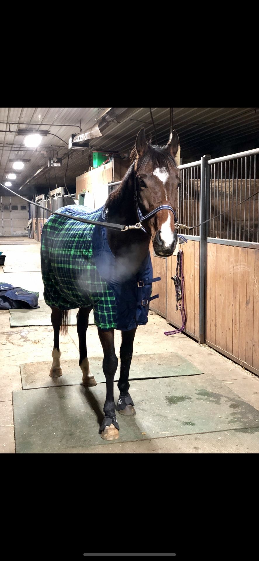 75” Horse Fleece Cooler Standard Neck