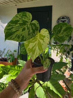 Monsters Bulbasaur Exotic Variegated Houseplant, 4" Pot