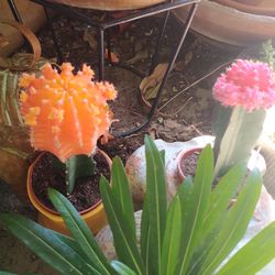 Cactus