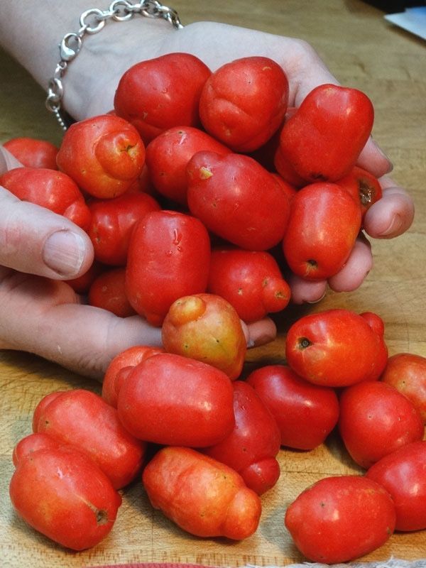 Red Hog Plum, Mombin Tree
