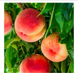 Desert gold peach tree 6ft 15 gallon container