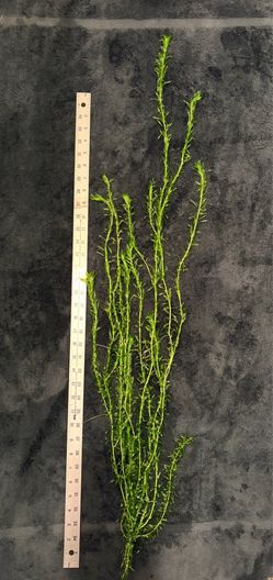 Aquarium plants for fish tank