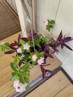 MIX PURPLE HEART & VINCA PLANTS  /$10 / CORAZON PURPURA Y TERESITA  / NELLIS BLVD & CHEYENNE AVE.