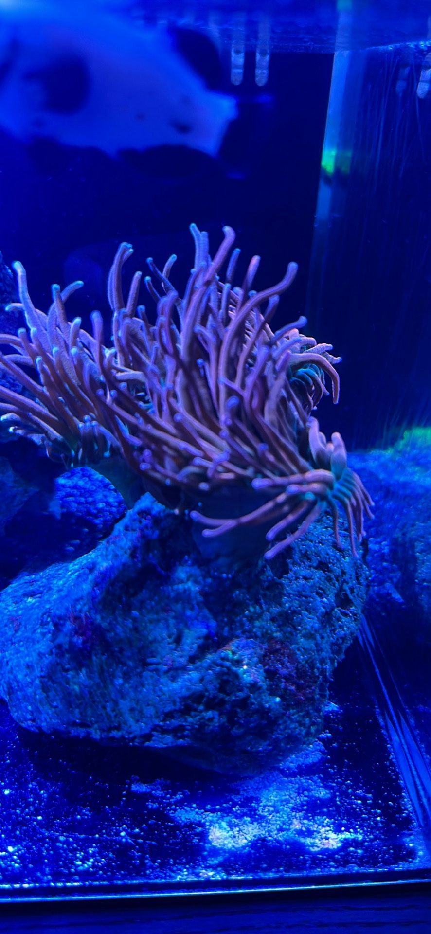 Anemone Fake Aquarium Saltwater