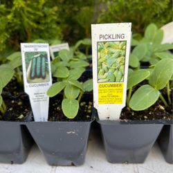 Cucumber plant / plants. Yes they are avialable. Please read the add.