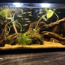 10 Gallon Fish Tank 