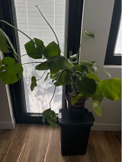 Philodendron Monstera Plant 🌱