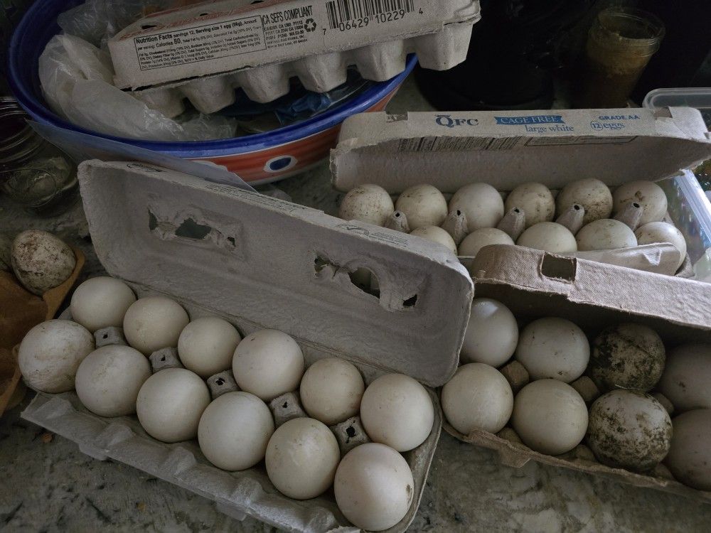 Duck Eggs For Sale