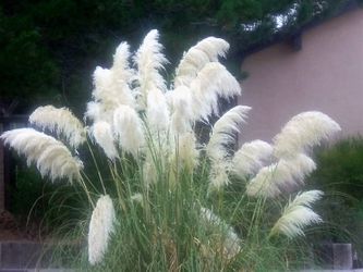 White Pampas Grass generous clumps