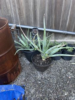 Jumbo Aloe Vera 