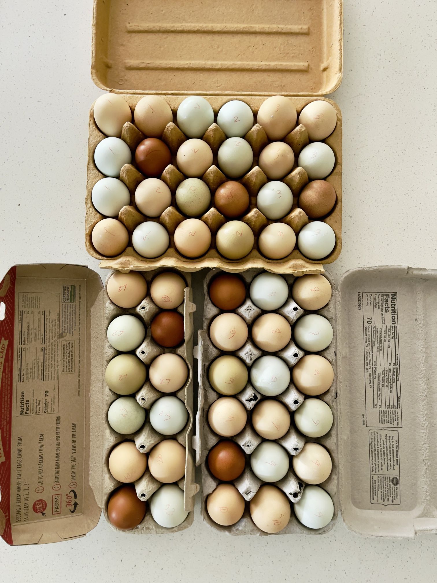 Fresh Organic Eggs Freshly Squeezed from Spoiled Free-Range Chickens 🐓