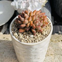 Echeveria Louis ( Korean succulents)