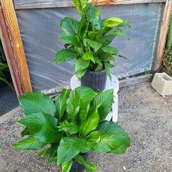 Peace Lily  Plants  10" Pot $10 Each