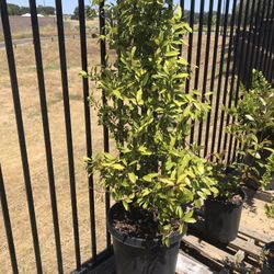 English Laurel Plant