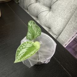 SCINDAPSUS PICTUS (SATIN POTHOS)