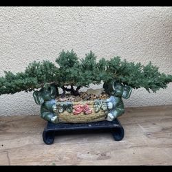 Bonsai Japanese Garden Juniper Flying Eagle Planted In 2 Ends Elephant Pot